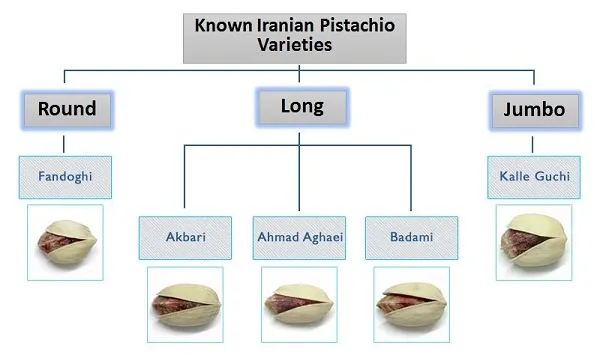 انواع-پسته-و-کاربرد-هر-نوع-چه-پستهای-